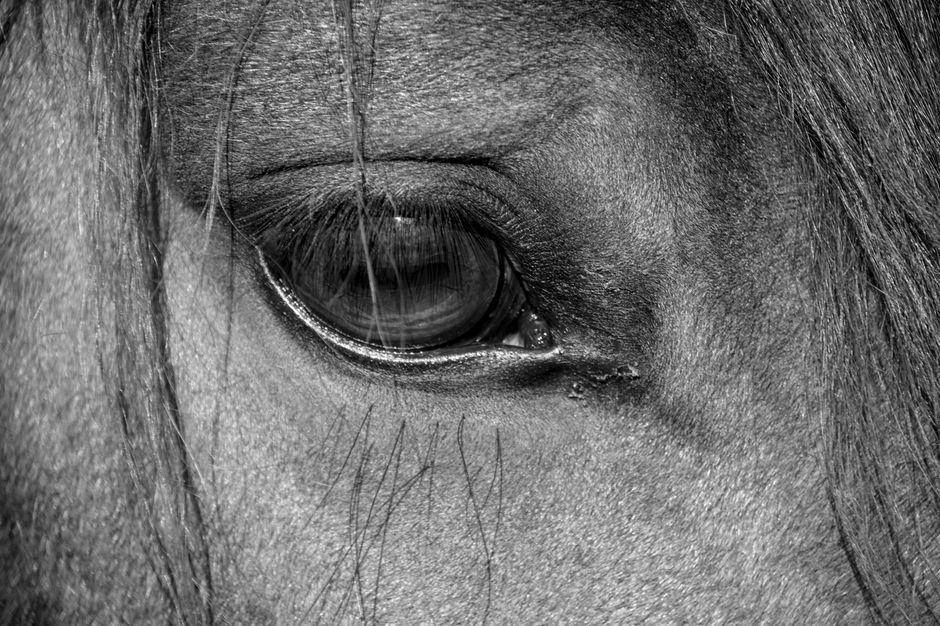 horse realistic detail nature